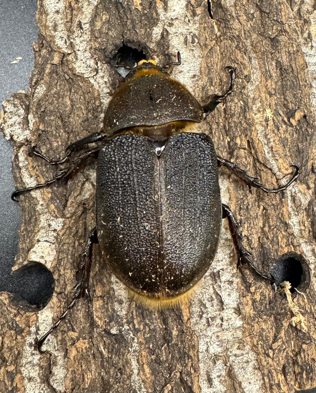 《ヘラクレス・ヘラクレス 154mm ペア》