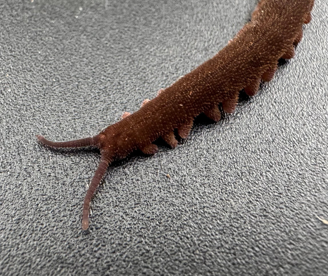 【WC】《トトロカギムシ 亜成体～成体》