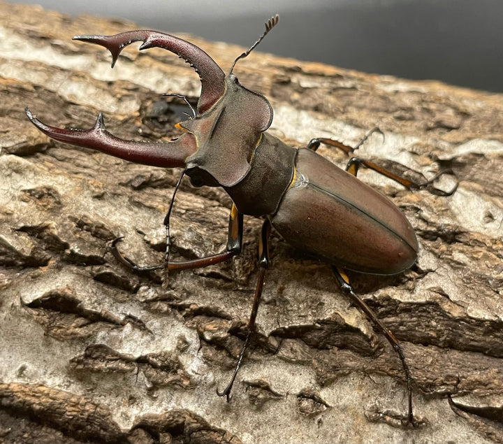 【WD】《フォントミヤマクワガタ 60mm ペア》