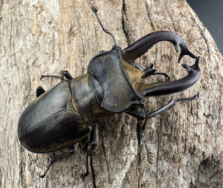 【WD】《チベットミヤマ亜種singularis 62mm ペア》