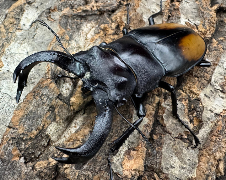 【WD】《セアカフタマタ（パリーフタマタ） 80.5mm ペア》