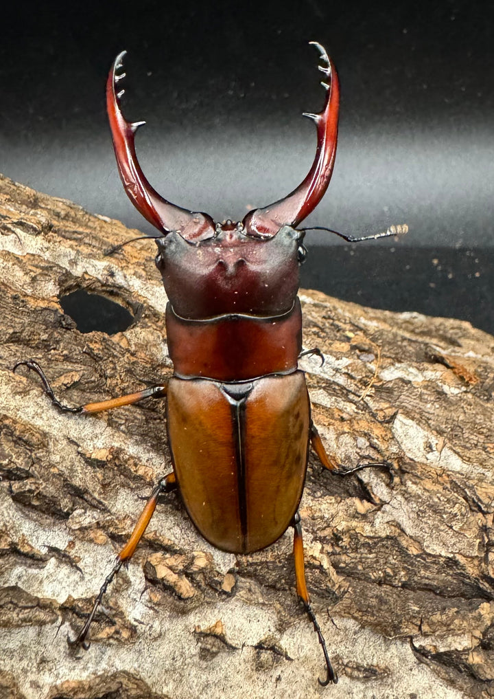 【WD】《アスタコイデスノコギリ 西ジャワ産 65mm ペア》