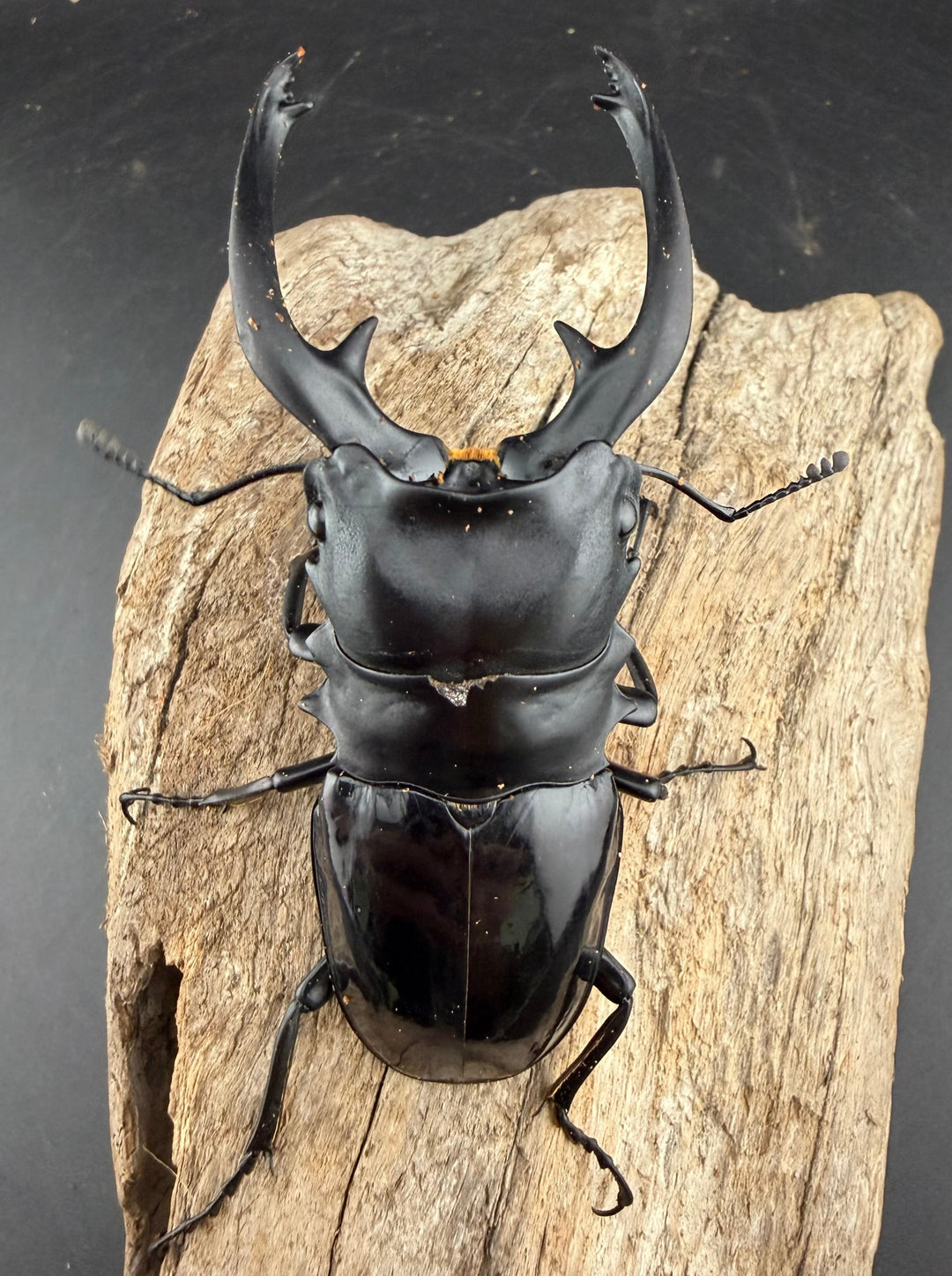 【WD】《インターメディアツヤクワガタ バタラザ産 97mm ペア》