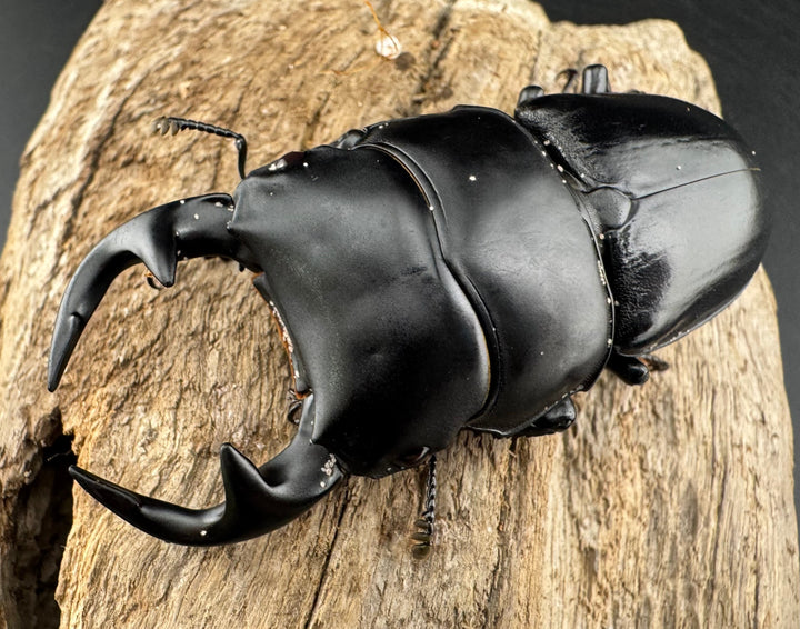 【WD】《グランディスオオクワ原名亜種 70mm ペア》