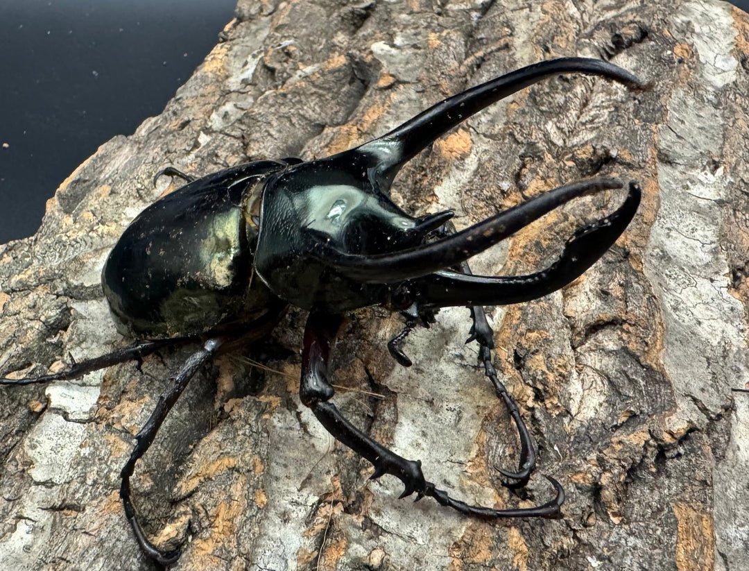 【WD】《ミンダナオアトラスオオカブト 90mm ペア》