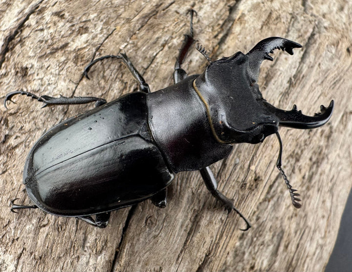 【WF1】《クリイロミヤマ 秀林郷産 44mm ペア》