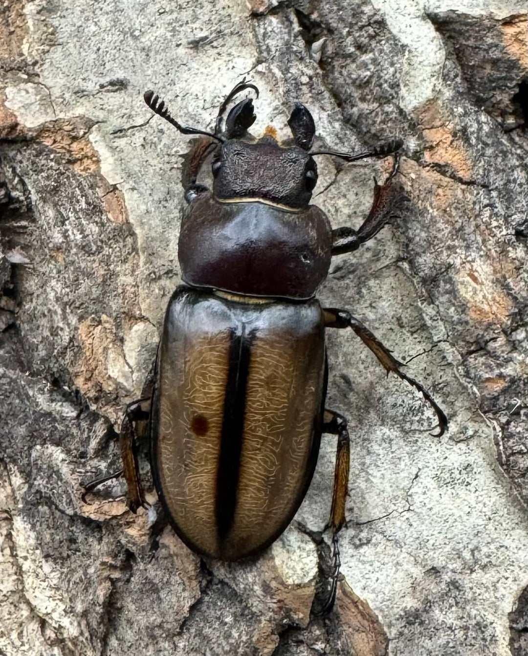 【WD】《デラバイミヤマ 43mm B品ペア》