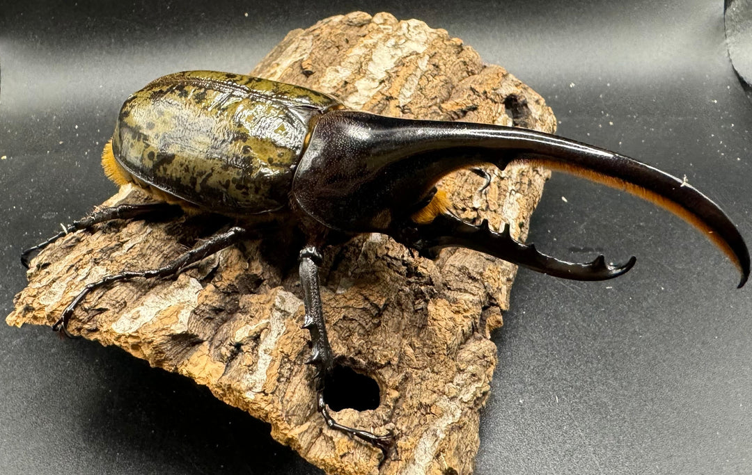 《ヘラクレス・ヘラクレス 125mm ペア》