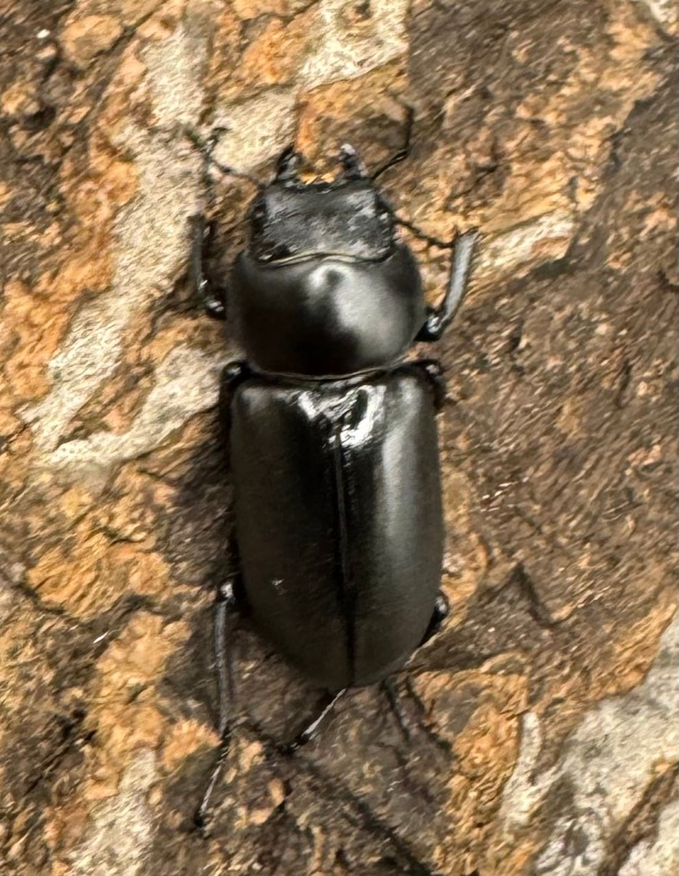 【WD】《ドルクス タオ 29mm ペア》