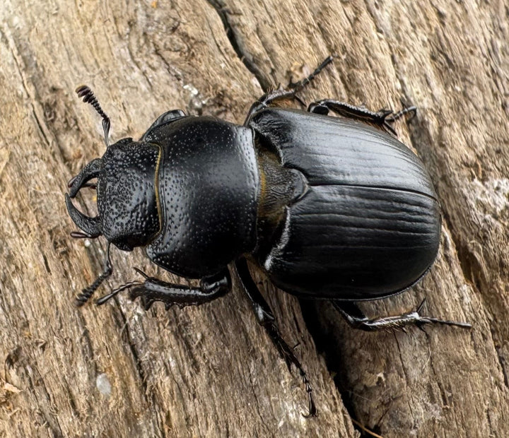 【WD】《デンティクルスゲンシミヤマ 20mm ♀単》