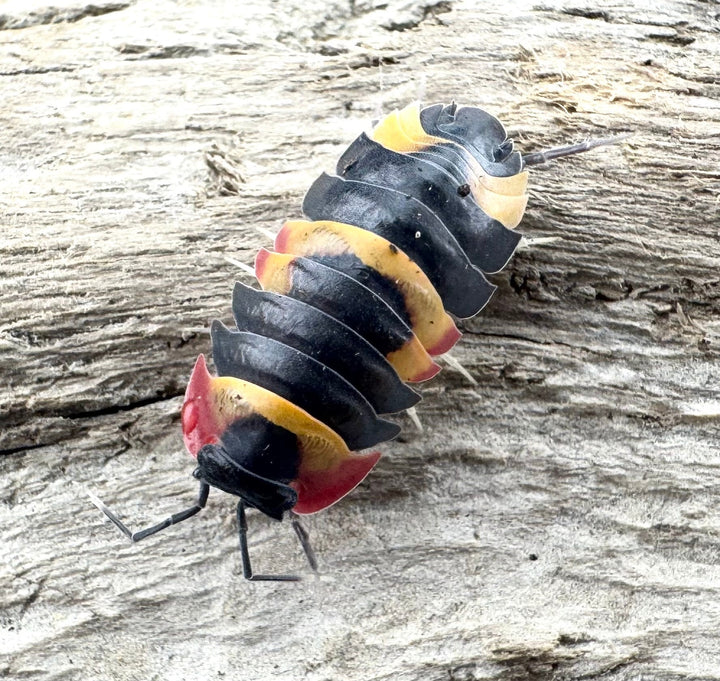 【CB】《メルラネラ トリカラー  Free 5頭セット》