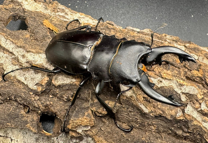 【WD】《アルケスツヤクワガタ 70mm ペア》