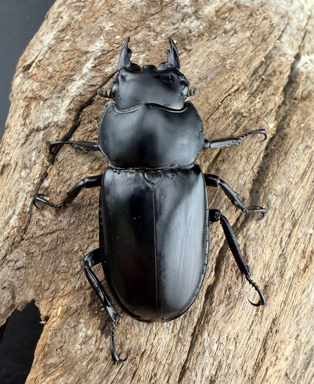 《ウエストウッディ亜種カズミアエ 76mm ペア》