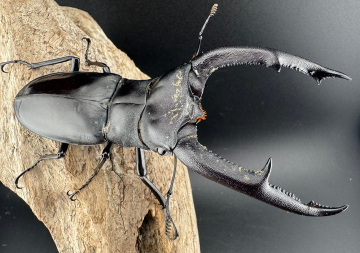 【WD】《マンディブラリスフタマタ 105mm ペア》