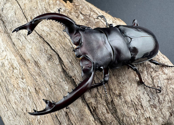 《フォルスターフタマタ原名亜種 74mm ペア》