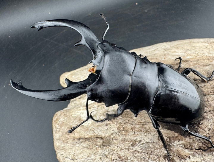 【WD】《インターメディアツヤクワガタ リサル産 93mm ペア》