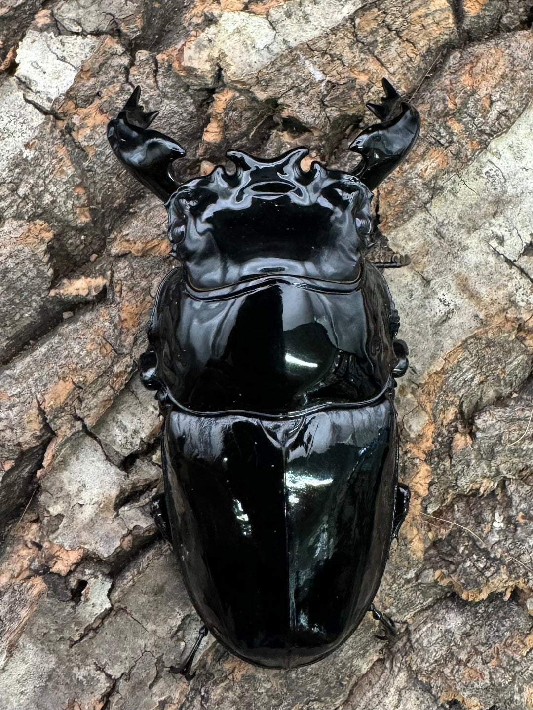 《タランドゥスオオツヤクワガタ 77mm ペア》