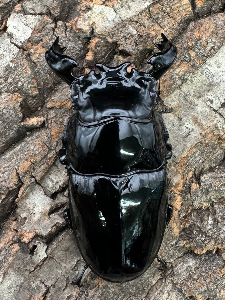 《タランドゥスオオツヤクワガタ 77mm ペア》