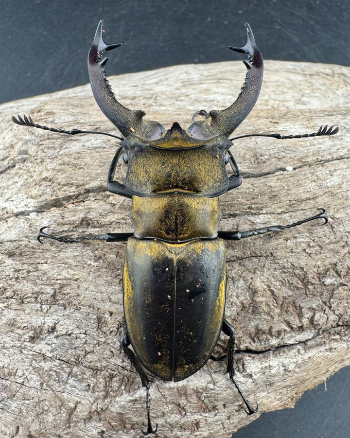 【WD】《セリケウスミヤマ原名亜種 62mm ペア》