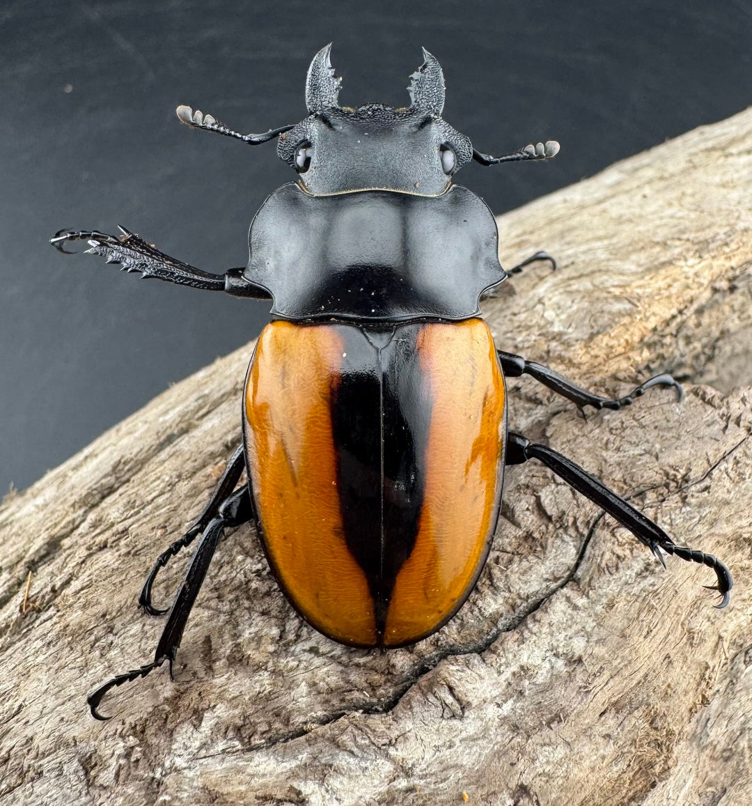 【WF1】《ボーレンホーベンツヤクワガタ 57mm ペア》