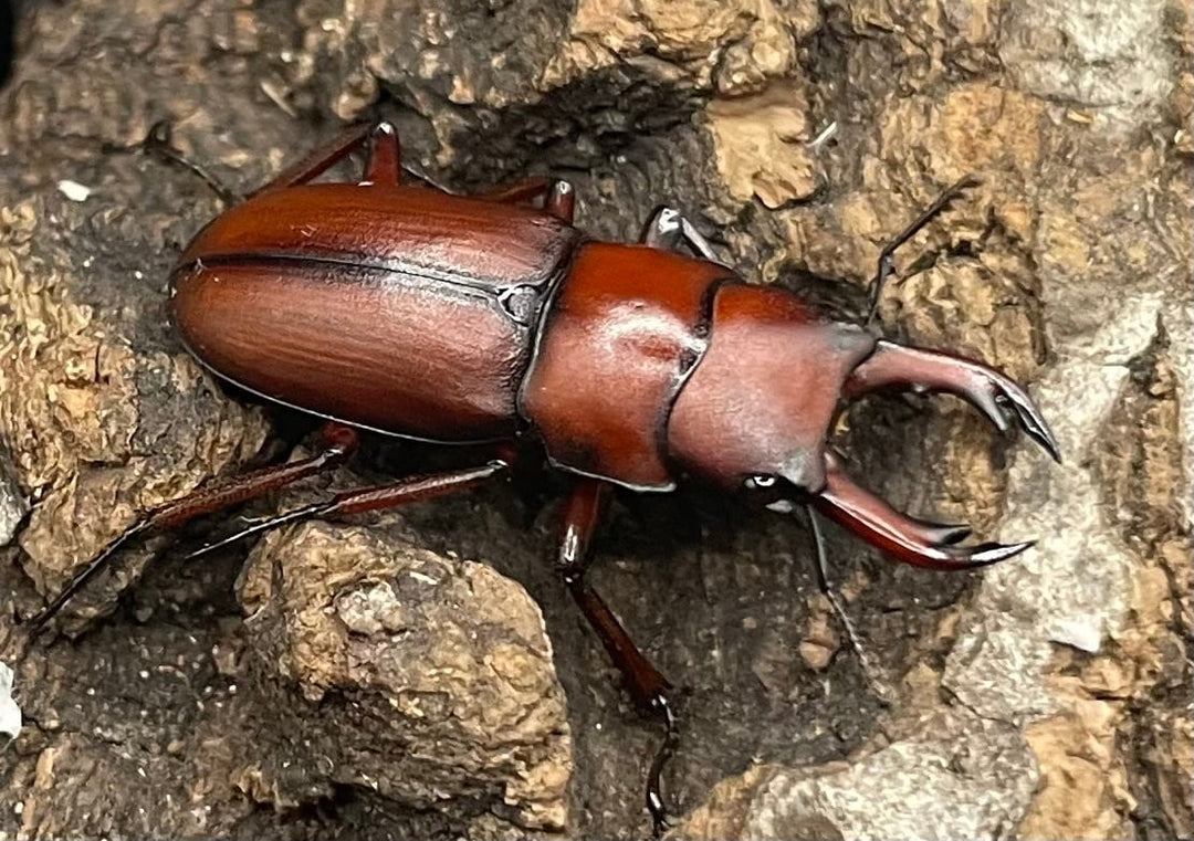 【WD】美麗種《ヨンレンセスジ ペア》