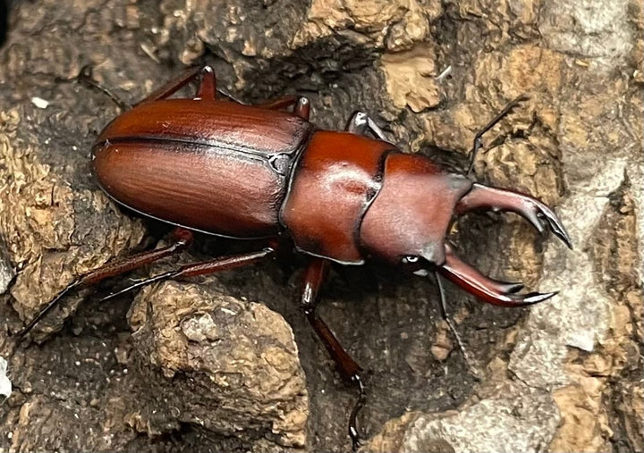 【WD】美麗種《ヨンレンセスジ ペア》