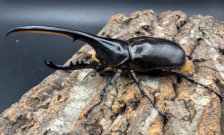 《ヘラクレス・ヘラクレス 132mm ペア》