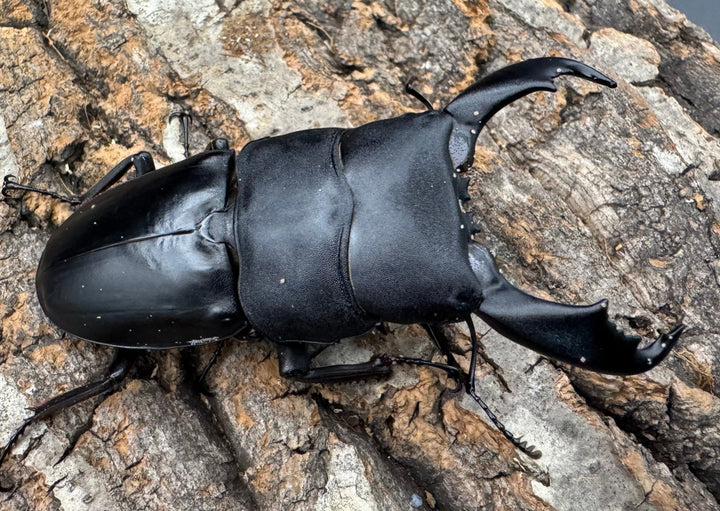 【WD】《西ペレンオオヒラタ（スラウェシオオヒラタクワガタ） 80mm ペア》