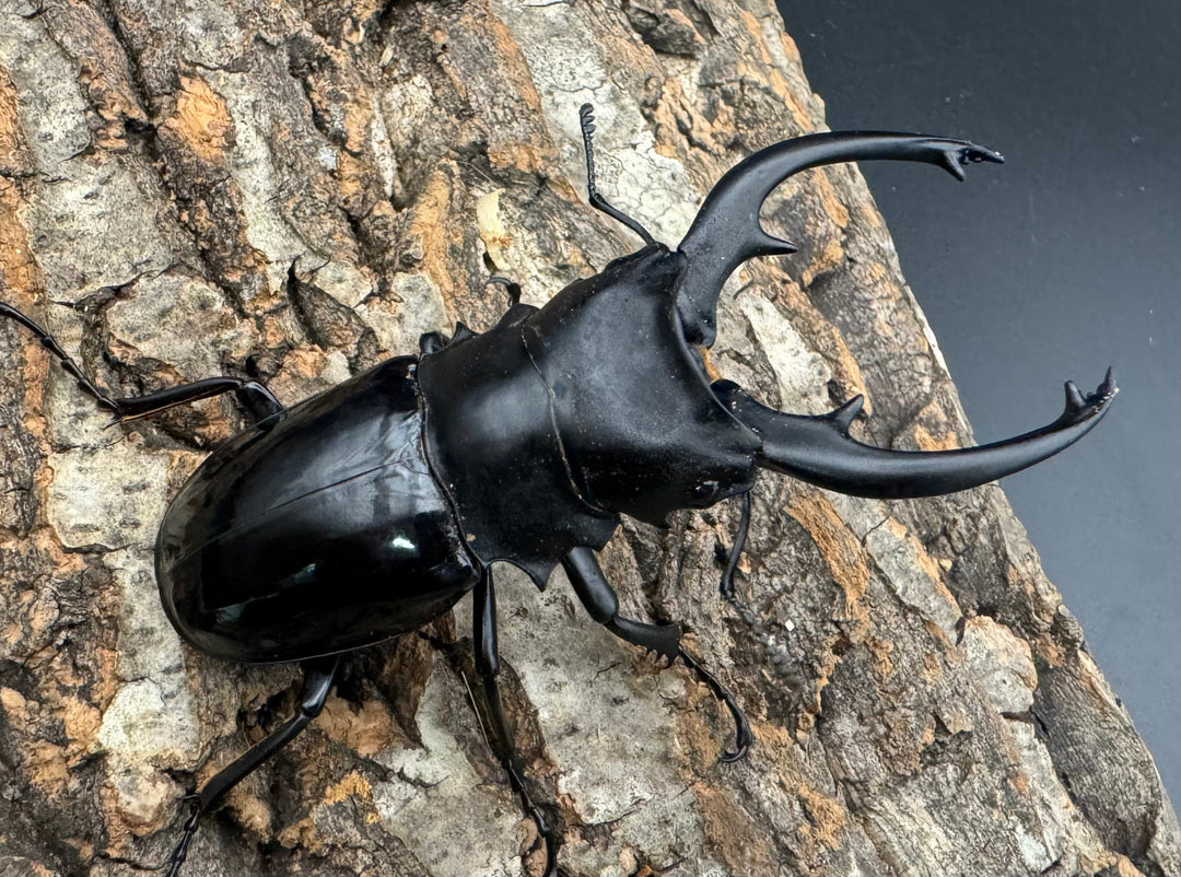 【WD】《インターメディアツヤクワガタ 90mm ペア》