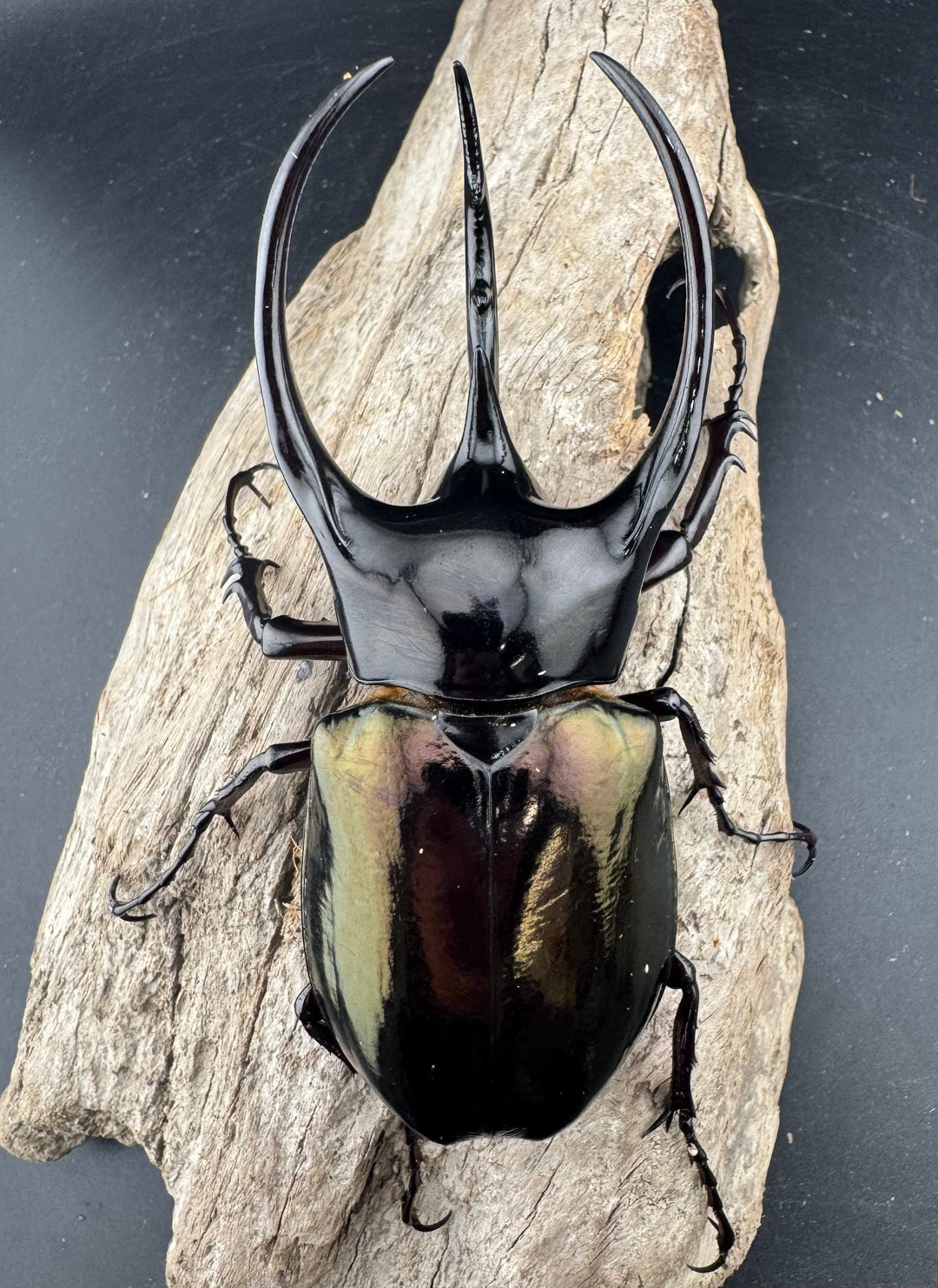 【WD】《ジャワコーカサスオオカブト 102mm ペア》