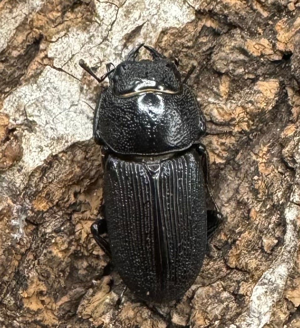 【WD】《ドルクス リンビン 42mm ♂♀♀トリオ》