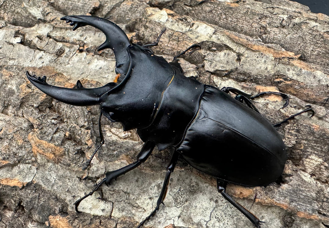 【WD】大型《ミンダナオアルケスツヤクワガタ 91mm ペア》