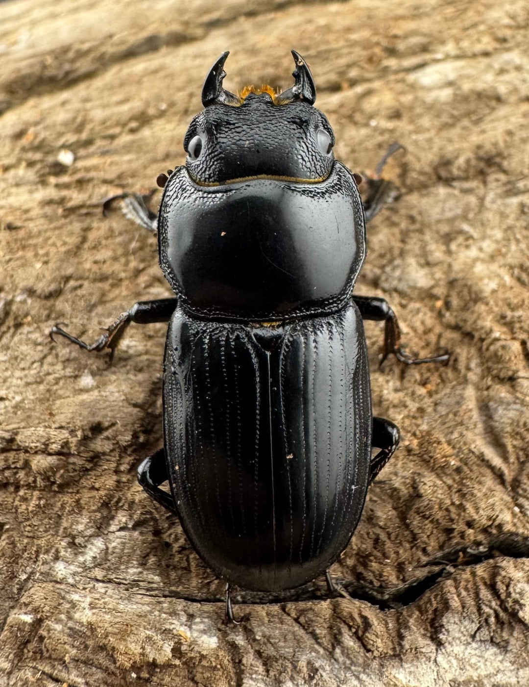 【WD】《カツラオオクワ 広西壮族産 25mm ペア》
