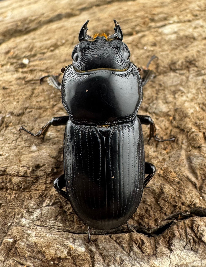 【WD】《カツラオオクワ 広西壮族産 25mm ペア》