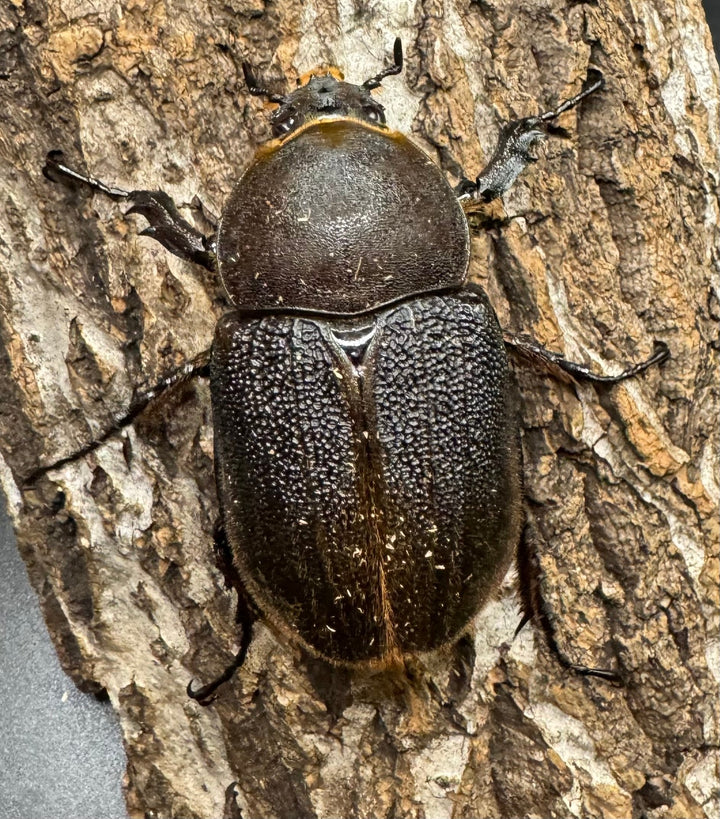 《ヘラクレス・ヘラクレス 125mm ペア》