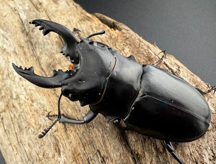 【WD】《アルケスツヤクワガタ ボアク島産 66.5mm A'品ペア》