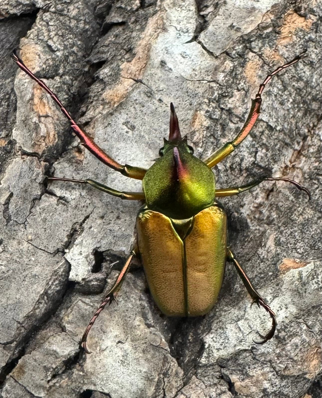 【WD】《ロドリゲスヒメカブトハナムグリ ペア》