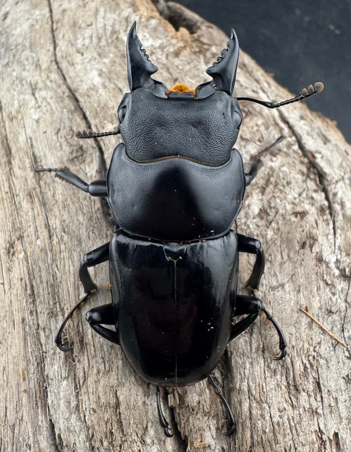 【WD】《デレリクトゥスコクワガタ 46mm ペア》