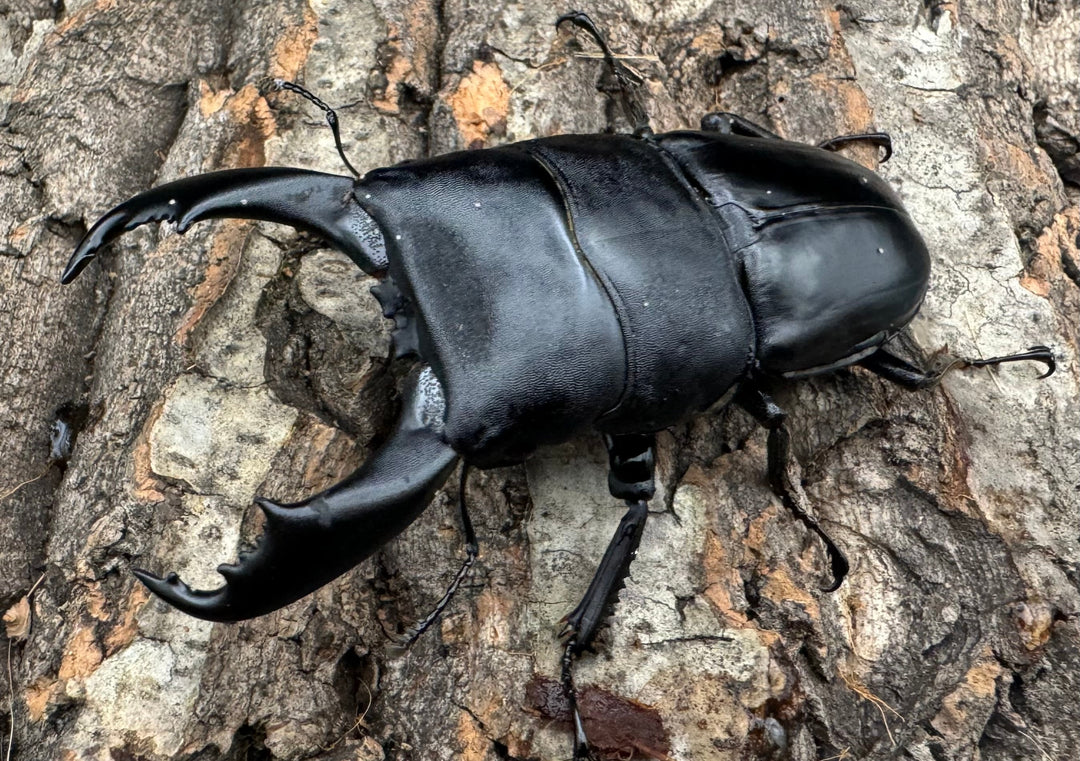 【WD】《北カマリネスヒラタ 83mm ペア》