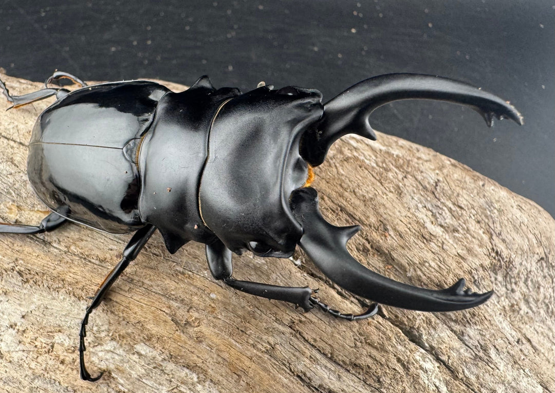 【WD】《ルディカツヤクワガタ 82mm ペア》