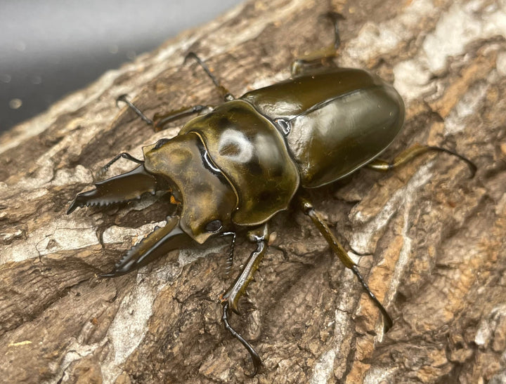 《ババオウゴンオニクワガタ 57mm ペア》