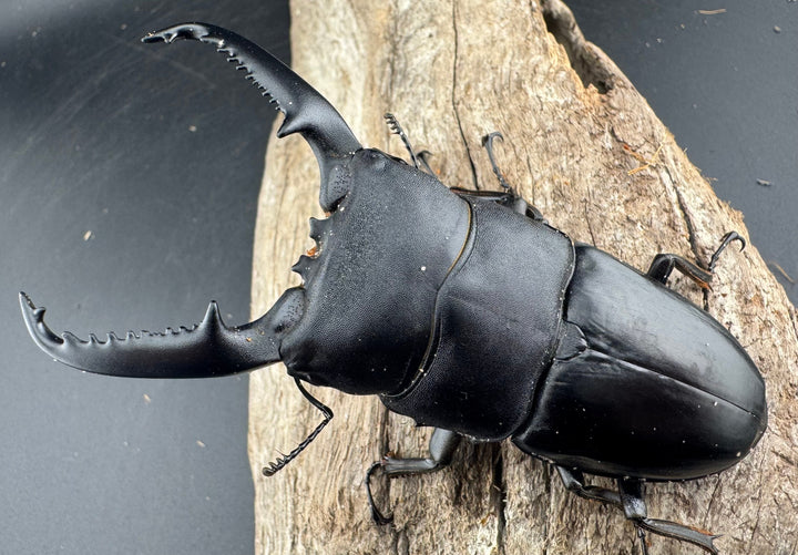 【WD】《パラワンオオヒラタ 98mm ペア》