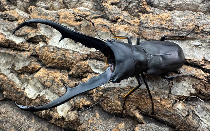 《メタリフェルホソアカ ブラックカラー 81mm ペア》