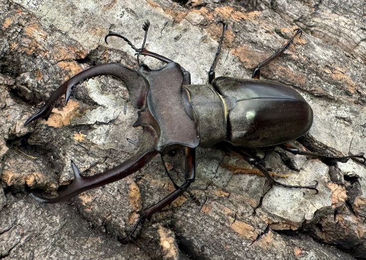 【WD】《クラーツミヤマ原名亜種 59mm ペア》