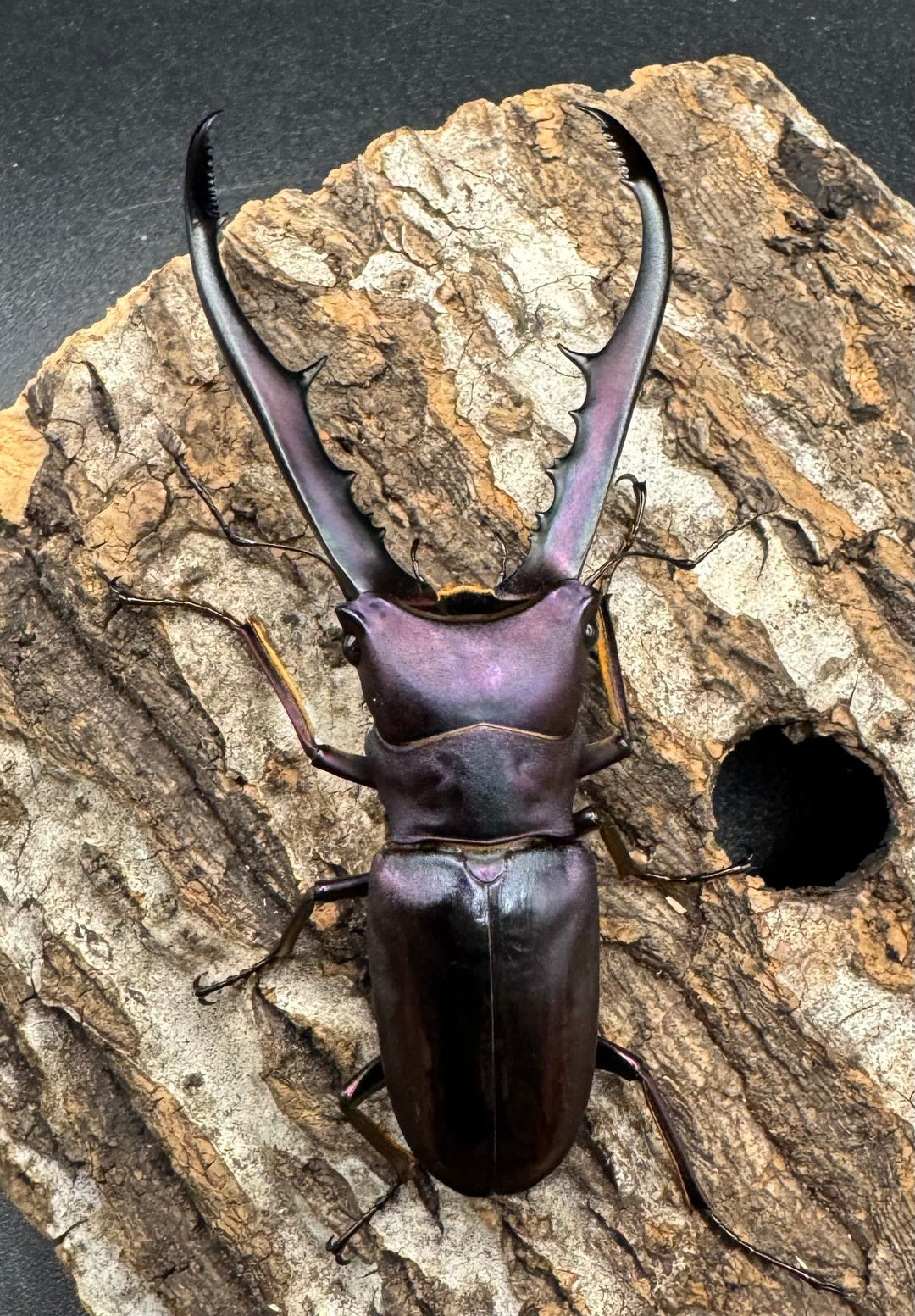 【美麗】《メタリフェルホソアカ 69mm ペア》わたくわ氏ブリード個体