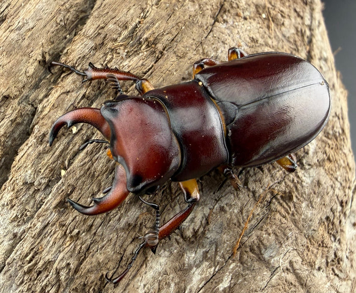 《カプレオルスミヤマクワガタ 37mm ペア》