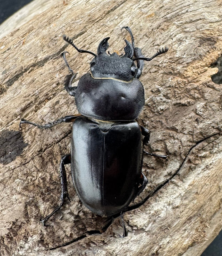 【WD】《ディボウスキーミヤマ原名亜種（チョウセンミヤマ） 遼寧省産 56mm ペア》