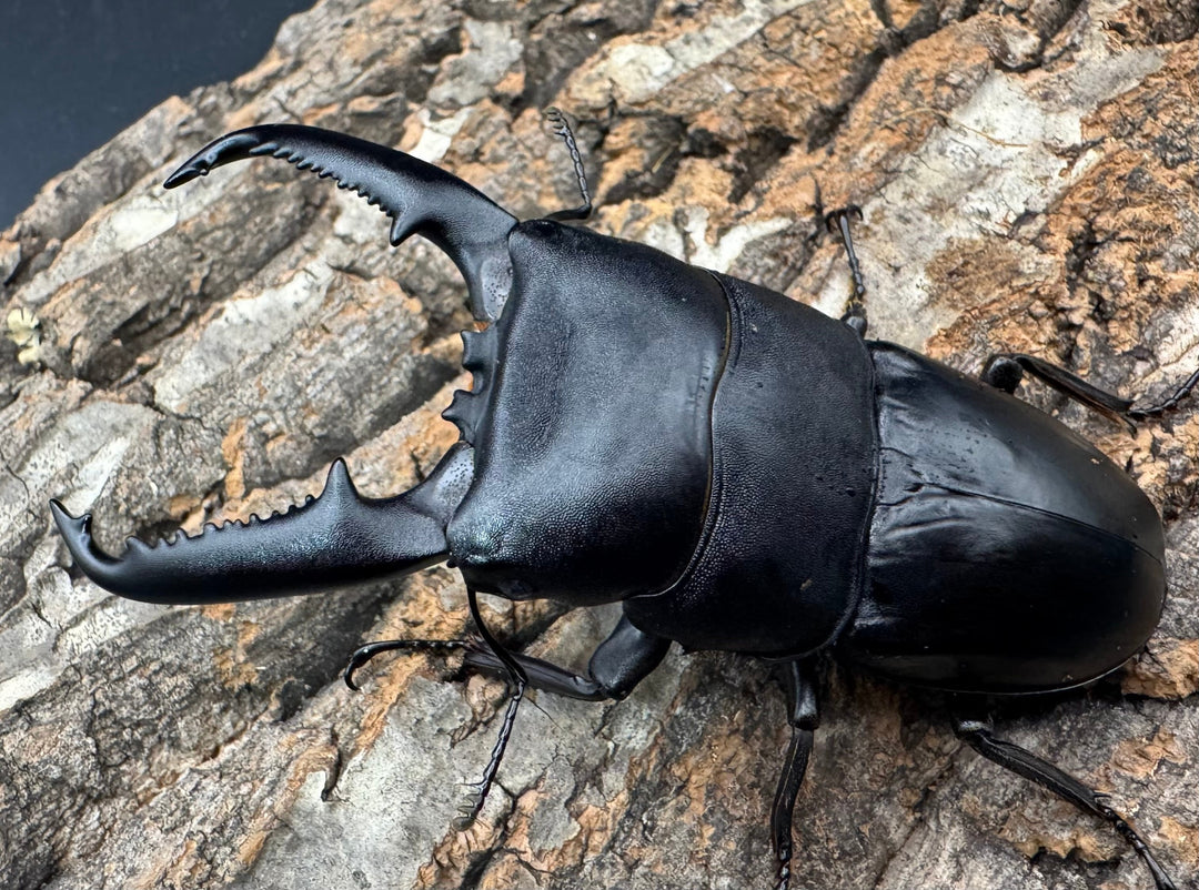 《パラワンオオヒラタクワガタ 91mm ペア》