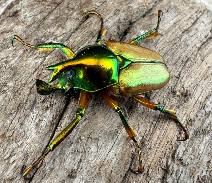 【WD】《モーニッケヒメカブトハナムグリ イフガオ産 Free ペア》①