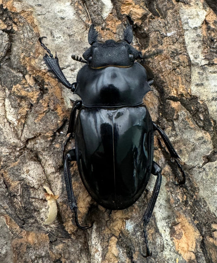 【WD】《インターメディアツヤクワガタ 90mm ペア》